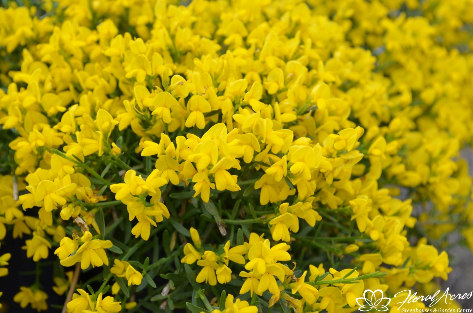 Broom Yellow Floral Acres